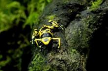 В Ботсаду ТГУ поселились лягушки-самоцветы из тропических лесов.