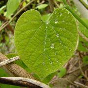Кирказон манчжурский, лист