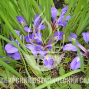 Iris ludwigii Maxim